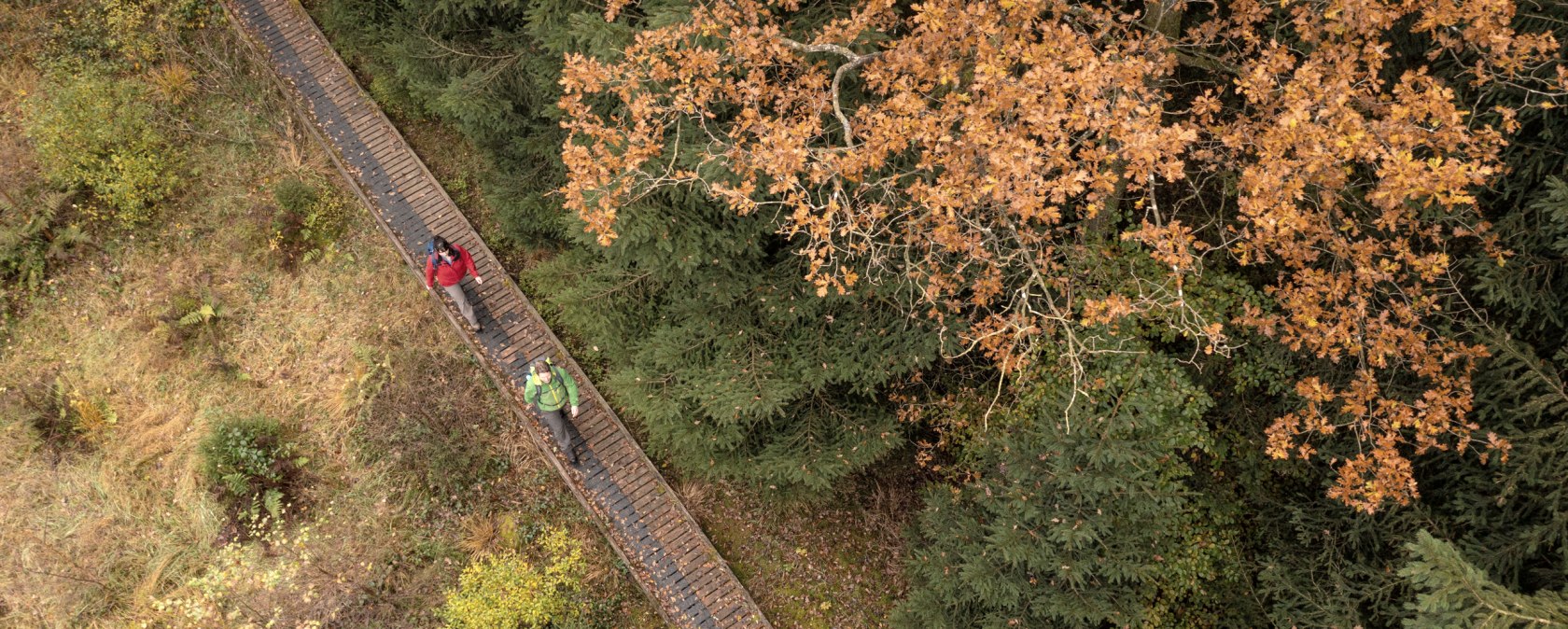 Wandelaars op een loopbrug op de Schneifel heideweg in de herfst, © Eifel Tourismus GmbH, Dominik Ketz