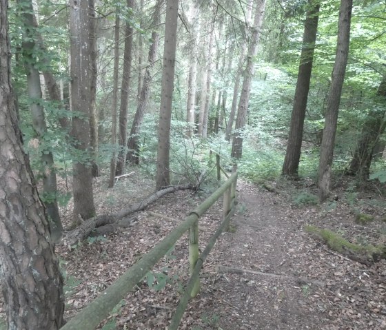 Een smal pad leidt door een dichtbegroeid bos, omzoomd door een houten reling. Hoge bomen en groen gebladerte omringen het pad., &copy; Tourist-Information Bitburger Land