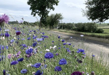 Prairie fleurie avec des fleurs bleues et violettes au bord du chemin, entour&eacute;e d'un paysage vert et d'arbres., &copy; Benjamin Milbach