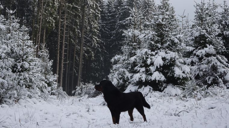 A dog stands in a snowy forest. The trees are covered in snow, and the landscape is quiet and wintry.