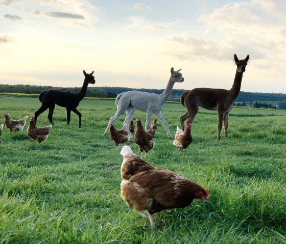 Alpaka 2, &copy; Schiltzhof