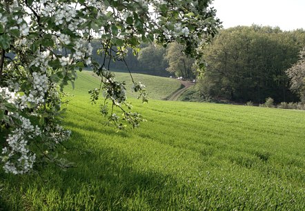 Gr&uuml;ne Wiese mit bl&uuml;hendem Baum im Vordergrund, ein Weg f&uuml;hrt durch die Landschaft, Wald im Hintergrund unter blauem Himmel., &copy; V. Teuschler