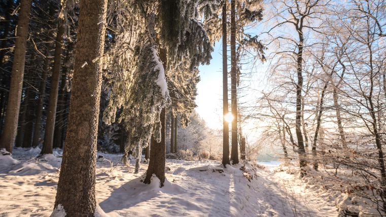 A winter forest with tall trees and a snow-covered ground. The sun shines through the trees and creates a warm light atmosphere.