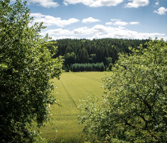 Gr&uuml;ne Landschaft mit dichtem Wald im Hintergrund, umrahmt von B&auml;umen. Ein weites Feld erstreckt sich unter einem blauen Himmel mit Wolken., &copy; TI Bitburger Land - Monika Mayer
