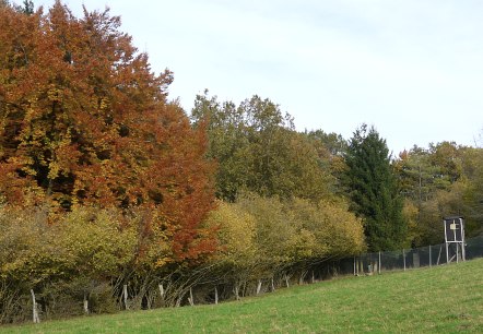 Arbres d'automne multicolores &agrave; la lisi&egrave;re d'une for&ecirc;t avec un perchoir et un champ vert au premier plan., &copy; Berscheid