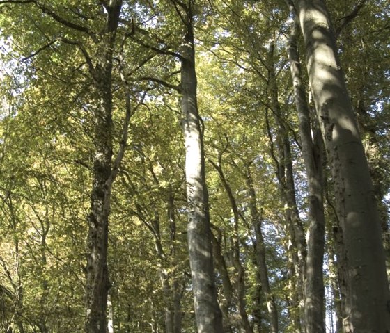 Environs