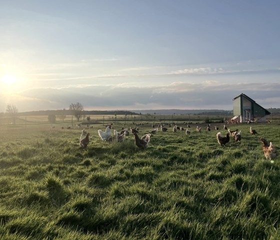 Wiese 2, &copy; Schiltzhof