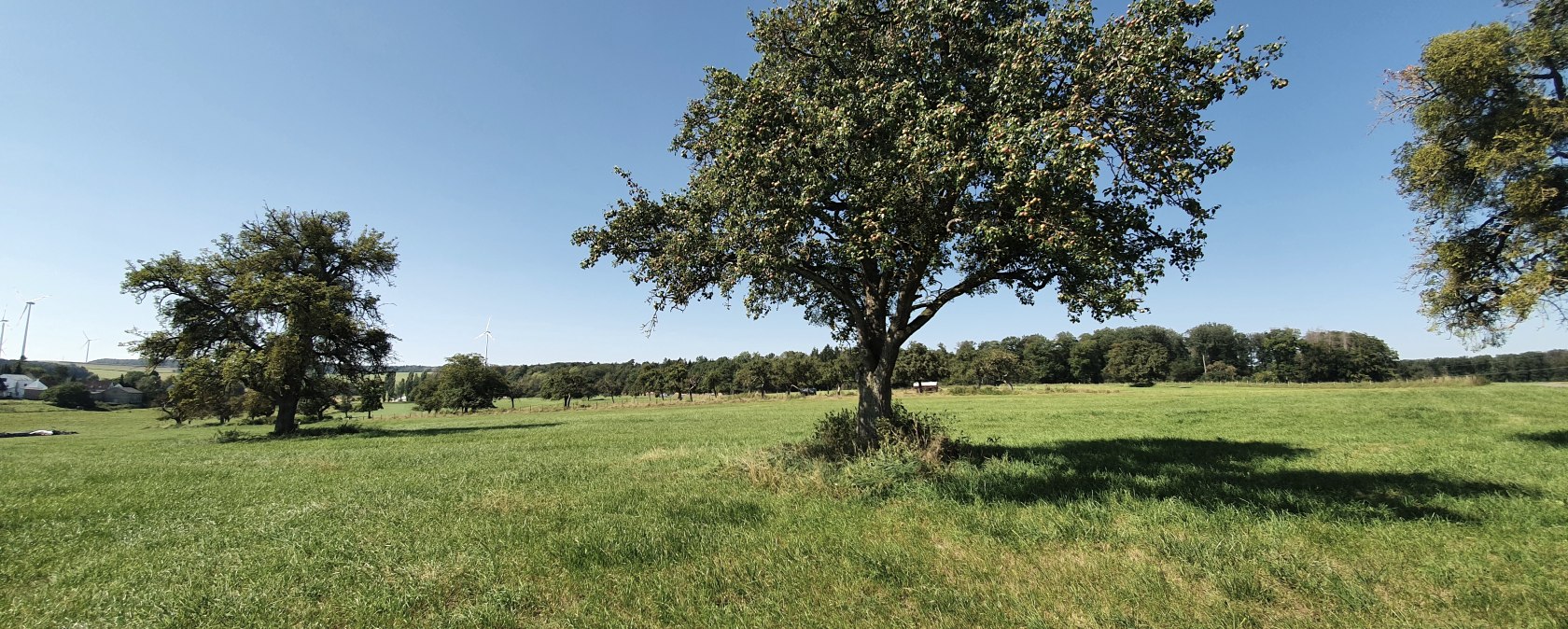 Weite gr&uuml;ne Wiese mit Obstb&auml;umen und blauem Himmel in Idesheim. Im Hintergrund sind Windr&auml;der und W&auml;lder zu sehen., &copy; TI Bitburger Land