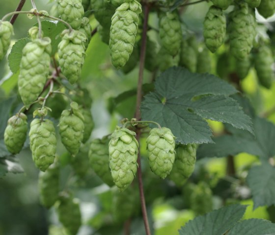 Houblon, © Felsenland Südeifel Tourismus Gmbh, Peter Weber