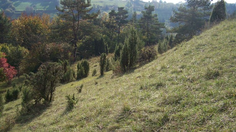 Een groene, heuvelachtige landschap met bomen en struiken. Op de achtergrond zijn er meer bomen en heuvels zichtbaar.