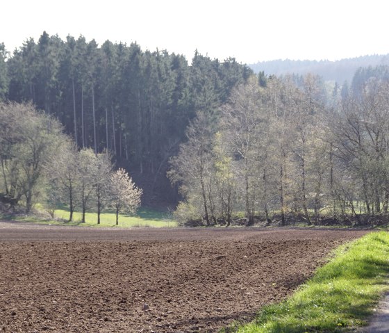 Un champ labour&eacute; &agrave; c&ocirc;t&eacute; d'un chemin &eacute;troit, entour&eacute; d'arbres et d'une for&ecirc;t en arri&egrave;re-plan. Le ciel est clair., &copy; M. Bach