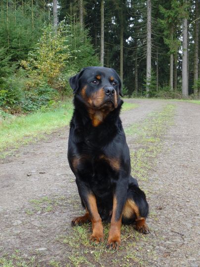 A Rottweiler is sitting on a narrow path in a forest. Around him are green trees and radiant light.