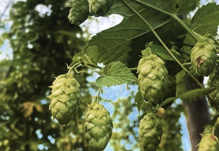 Hopfen, © Felsenland Südeifel Tourismus GmbH / Anna Carina Krebs