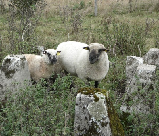 Schapen op de bultlijn, &copy; DLR Eifel