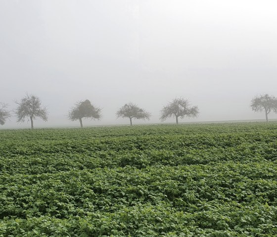 Eine nebelverhangene Streuobstwiese im Herbst mit einer Reihe von B&auml;umen im Hintergrund., &copy; TI Bitburger Land - Steffi Wagner