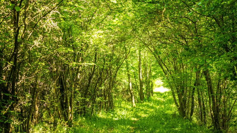 A narrow forest path under a dense canopy of green leaves in the sunshine.