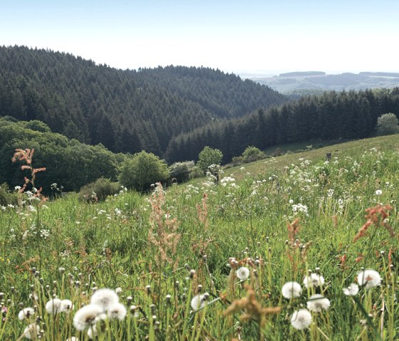 Paysage de prairies, Prümtalweg, © Naturpark Südeifel, Pierre Haas