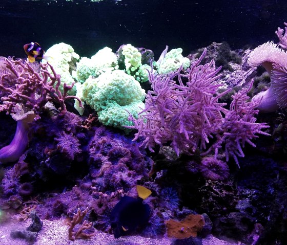 Aquarium 4, &copy; Deutsch Luxemburgische Tourist Information