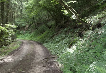 Chemin forestier dans la vall&eacute;e de la Pr&uuml;m, &copy; V. Teuschler