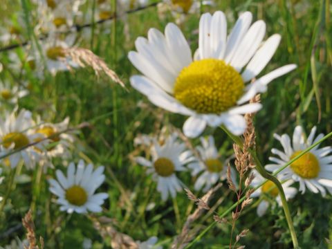 A meadow full of daisies blooms in the sunlight. The white flowers stand out vividly against the green grass.