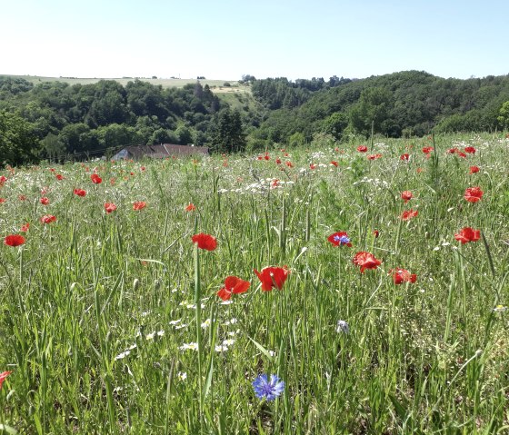 Bl&uuml;hender Mohn und Kornblumen oberhalb von Utscheid, &copy; Felsenland S&uuml;deifel Tourismus, Natalie Mainz