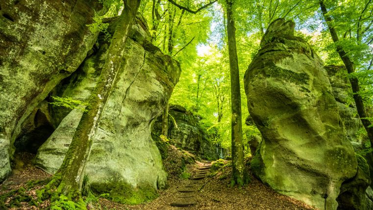 Ein Waldweg führt durch eine Schlucht mit großen Felsen und hohen Bäumen.