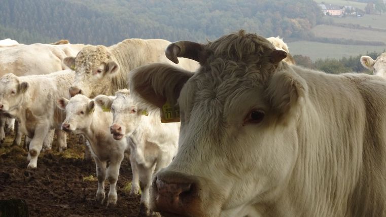 A group of white cows in a pasture. In the background, gentle hills can be seen.