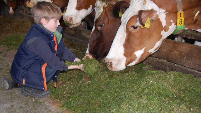 A boy feeds cows in a barn. The cows stand quietly and eat hay.