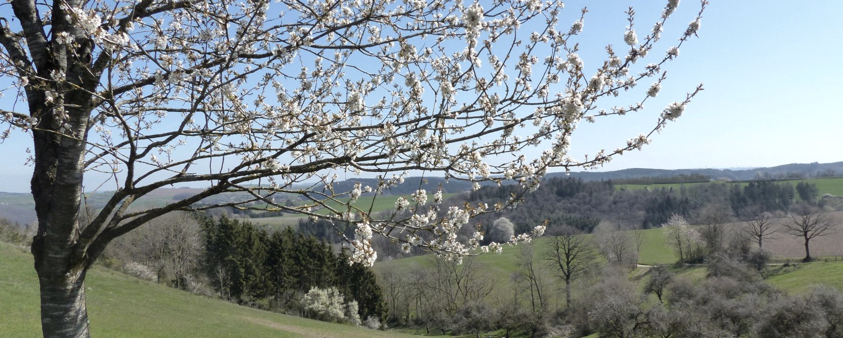 Arbre fruitier au printemps sur le chemin de randonn&eacute;e, &copy; Tourist-Information Islek