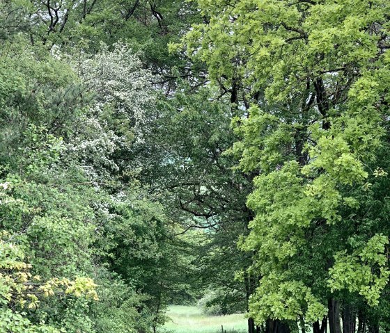 for&ecirc;t de Fusenich, &copy; Nicole Zimmer