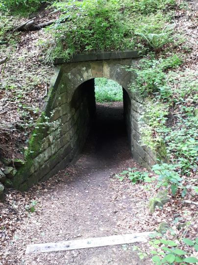 Un tunnel étroit dans la forêt, entouré de buissons verts. Le chemin mène à l'obscurité du tunnel.