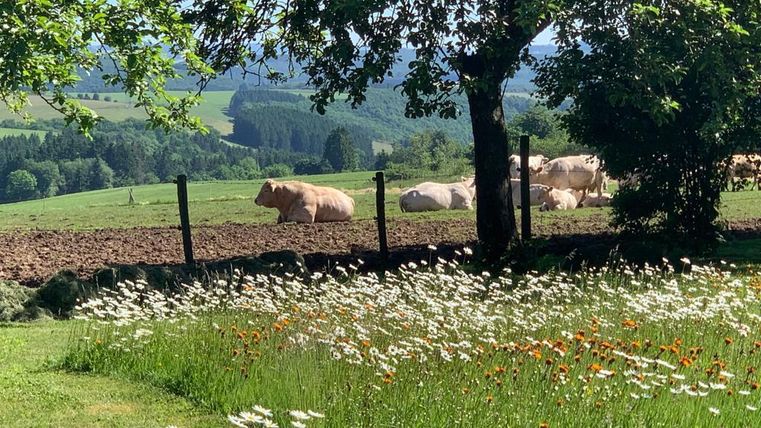 A picturesque landscape with a meadow full of flowers and cows in the background. The sky is clear and the surroundings are green and inviting.