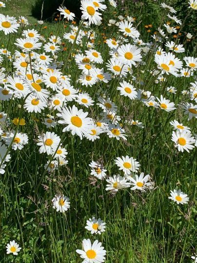 A field full of beautiful daisies with white petals and yellow centers. The green grass surrounds the flowers and conveys a cheerful atmosphere.