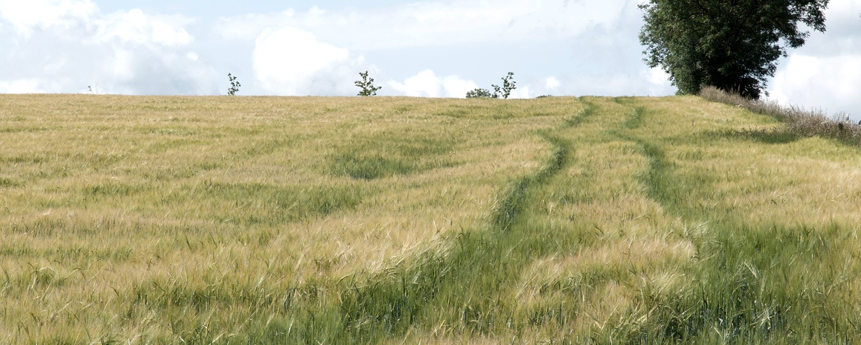 Vaste champ d'herbes hautes avec un sentier qui m&egrave;ne &agrave; l'horizon. Un arbre se dresse sur le bord droit sous un ciel nuageux., &copy; V. Teuschler