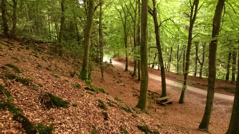 Ein ruhiger Waldweg umgeben von hohen Bäumen und grünem Laub. Der Boden ist mit herabgefallenem Laub bedeckt.