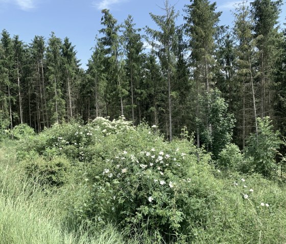 Une for&ecirc;t dense avec de grands arbres verts et des arbustes en fleurs au premier plan sous un ciel bleu clair., &copy; Benjamin Milbach