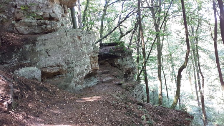 Un chemin étroit entre de grands arbres et des rochers. L'environnement est vert et naturel.