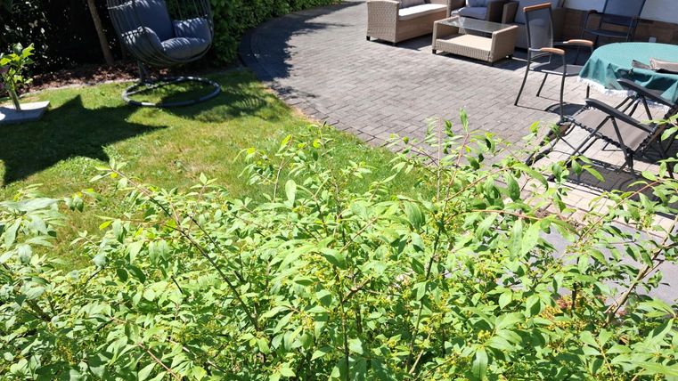 Un jardin soigné avec des buissons verts et un coin salon composé de meubles confortables. À l'arrière-plan, on peut voir un espace ombragé avec un fauteuil suspendu.