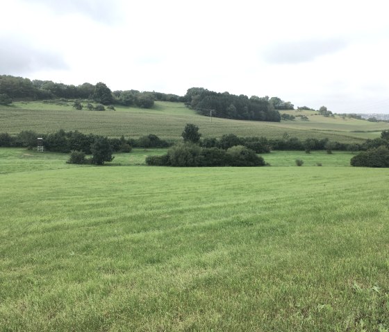 Gr&uuml;ne Wiesen und Felder erstrecken sich bis zum Horizont, ges&auml;umt von B&auml;umen und einem Hochsitz, unter einem bew&ouml;lkten Himmel., &copy; Tourist-Info Bitburger Land M.Mayer