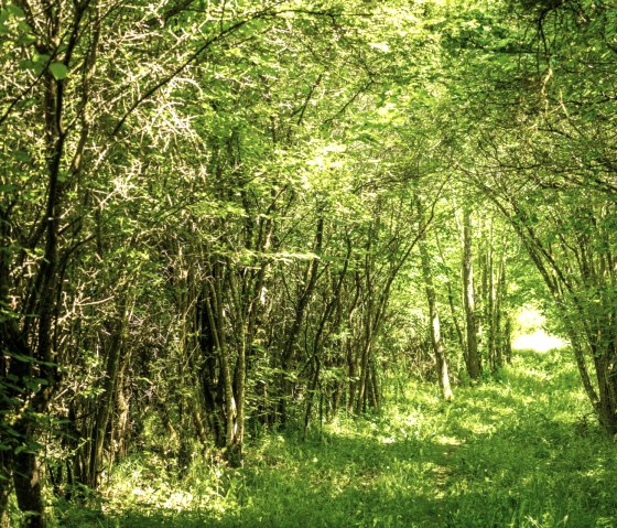 Feuillage vert sur la route Eifelgold du NaturWanderPark delux, © Eifel Tourismus GmbH, D. Ketz