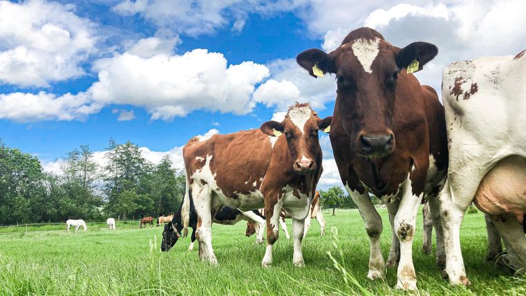 A group of cows on a green meadow under a blue sky with white clouds. The cows are standing close together and enjoying the fresh air.