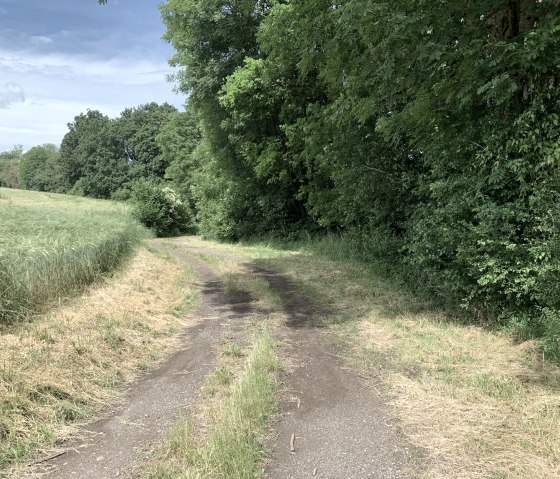 Un chemin &eacute;troit serpente &agrave; travers un paysage verdoyant, bord&eacute; d'arbres et de champs sous un ciel bleu., &copy; Benjamin Milbach