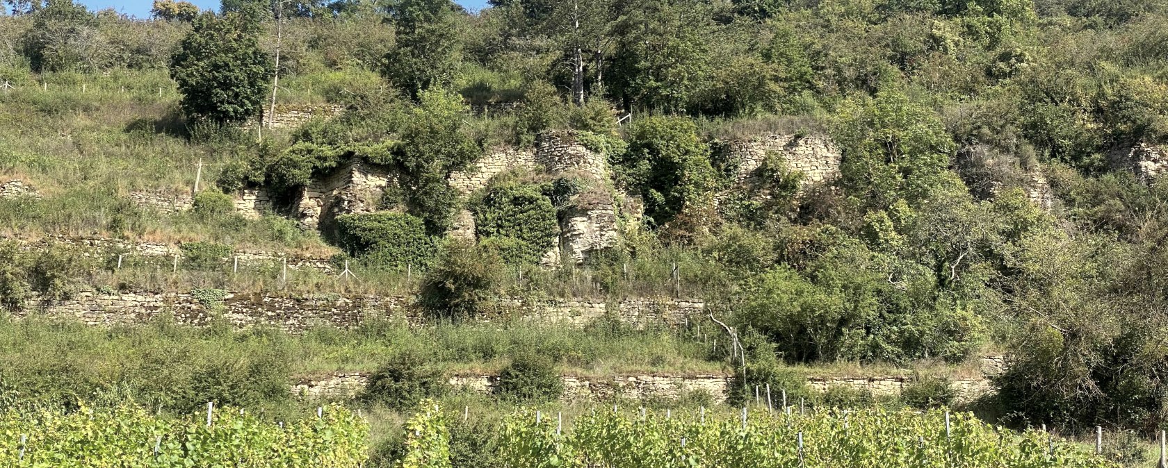 Weinberg, &copy; Felsenland S&uuml;deifel Tourismus GmbH, Anna Carina Krebs