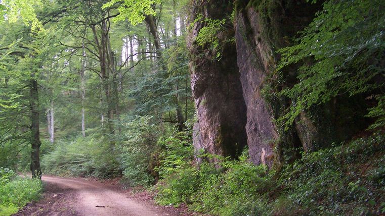A narrow path winds through a green forest. Old trees surround the path, giving the scene a calm atmosphere.