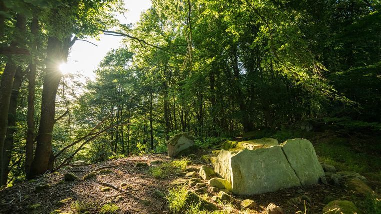 Ein ruhiger Wald mit üppigem Grün und Sonnenlicht, das durch die Bäume scheint. Auf dem Boden liegt ein großer Felsen, umgeben von Moos und Pflanzen.
