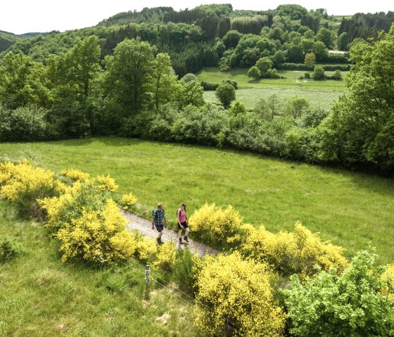 Nat'Our Route 1, bezembloesem bij het drielandenpunt Ouren, © Eifel Tourismus GmbH, Dominik Ketz