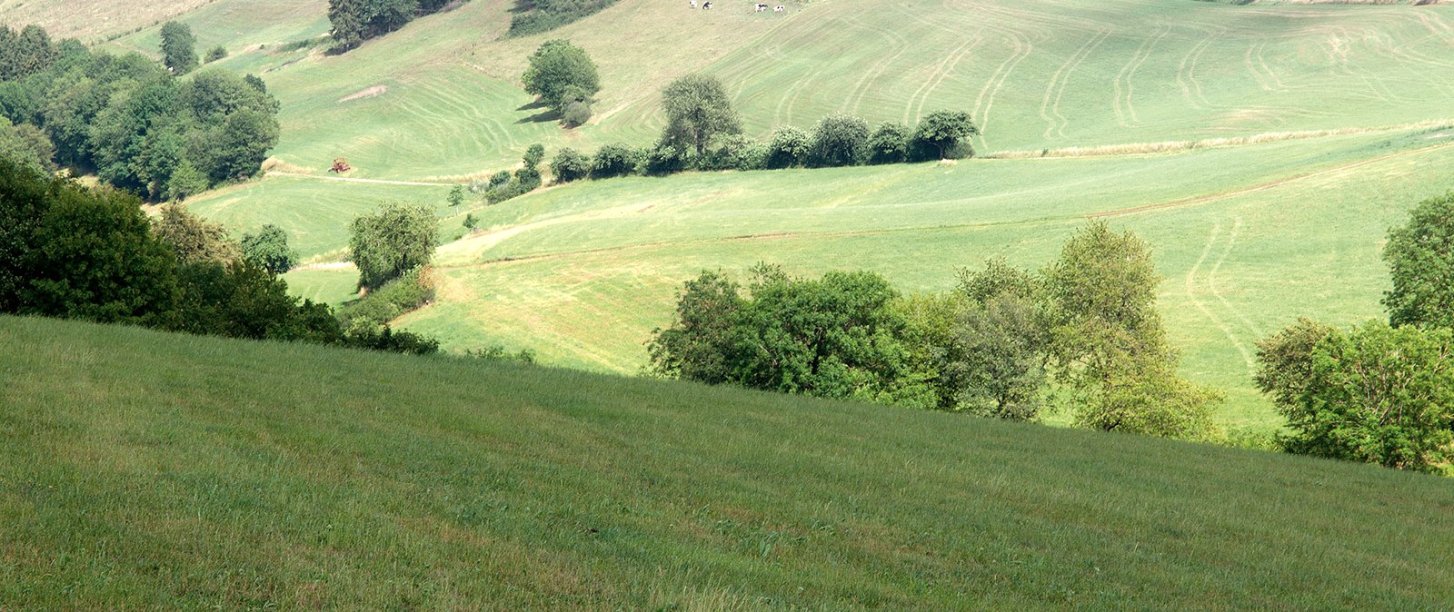 Les hauteurs de l'Eifel pr&egrave;s de Pl&uuml;tscheid, &copy; Volker Teuschler