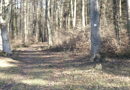 Un chemin forestier recouvert de feuilles mortes, entour&eacute; de grands arbres. Un arbre porte une marque avec le num&eacute;ro 1., &copy; Eifelverein OG Speicher