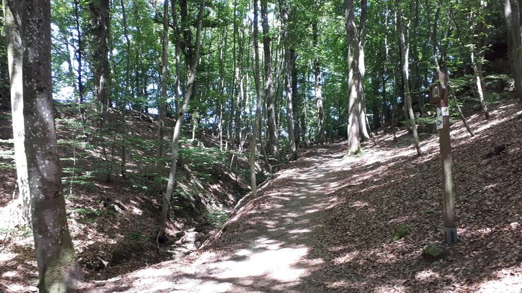 Ein schmaler Weg führt durch einen grünen Wald. Die Sonne scheint durch die Bäume und schafft ein angenehmes Licht.