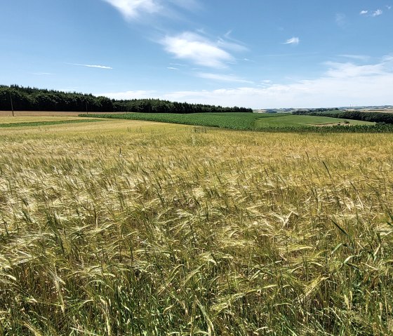 Goldgelbes Getreidefeld im Sommer am Wanderweg Nr. 90, &copy; Tourist-Information Islek